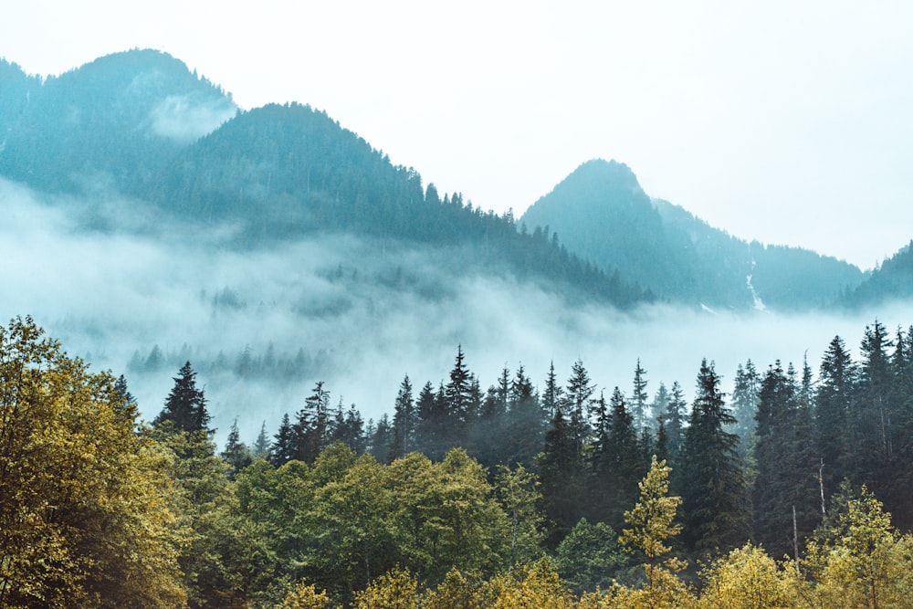 green pine trees on mountain during daytime