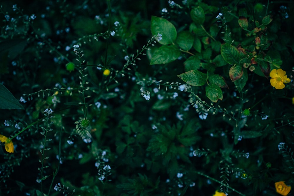 green and brown leaves with water droplets