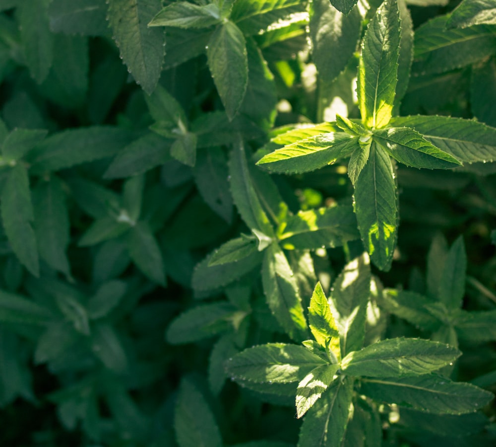 green leaf plant in close up photography