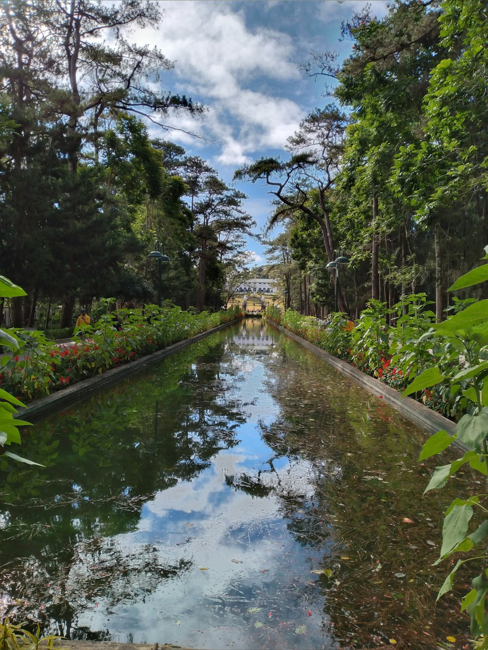 alberi verdi accanto al fiume sotto il cielo blu durante il giorno