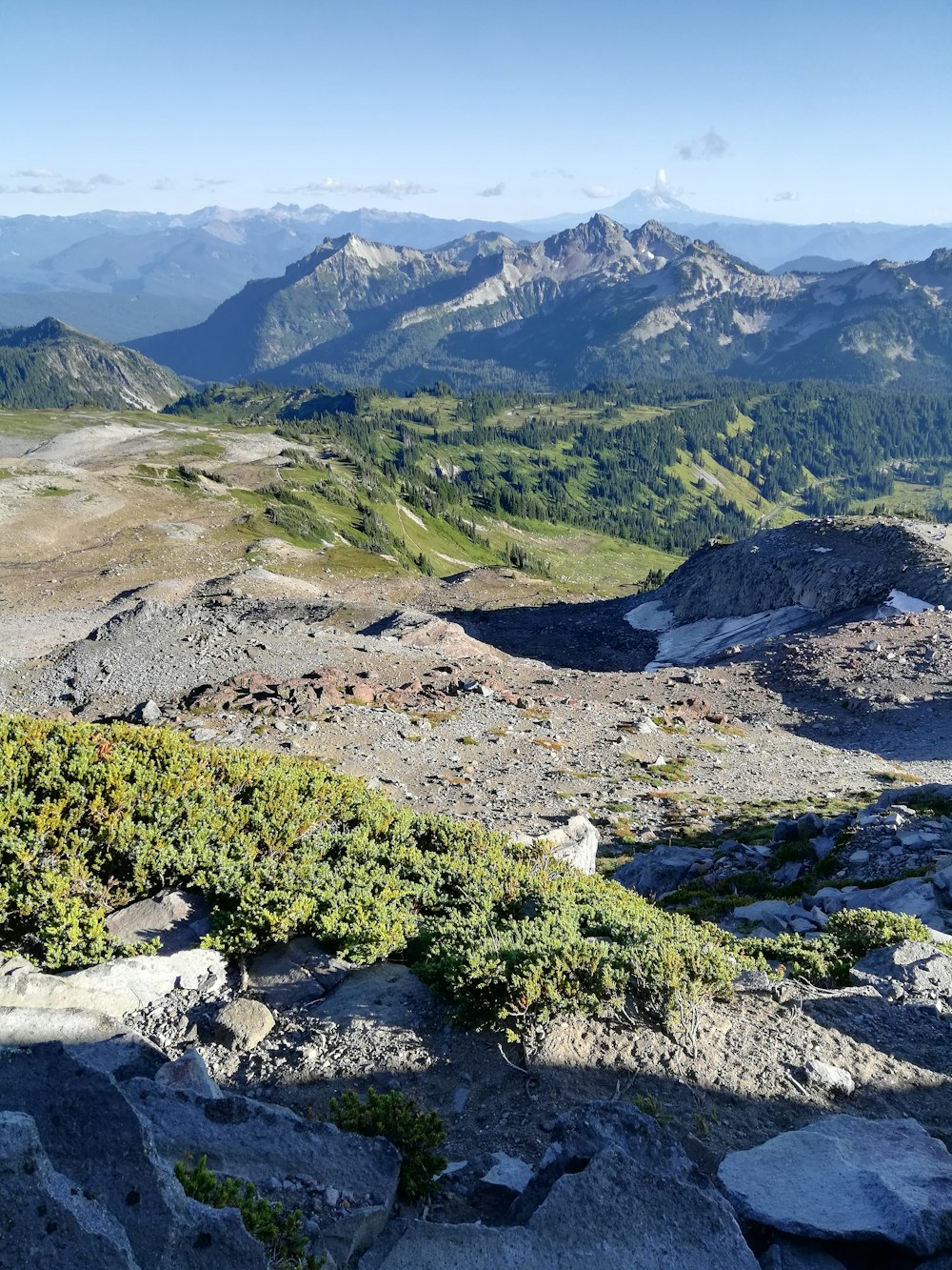 Gelbe Blumen auf dem Rocky Mountain tagsüber