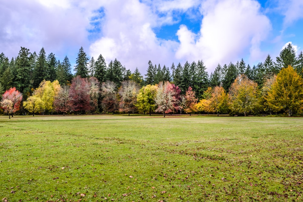 campo de hierba verde con árboles bajo el cielo azul y nubes blancas durante el día