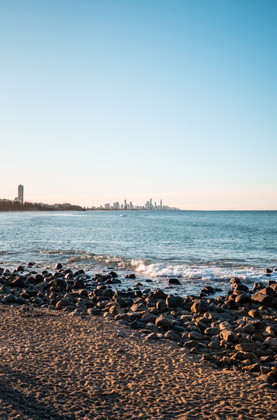 black and white birds on seashore during daytime in Burleigh Heads QLD Australia