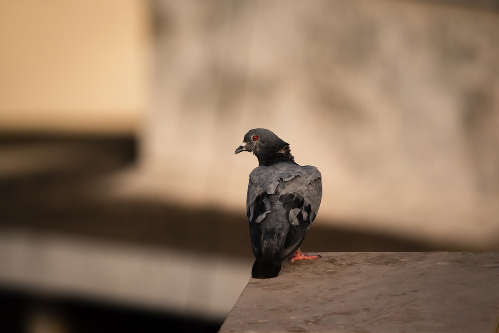 black bird on brown wooden table