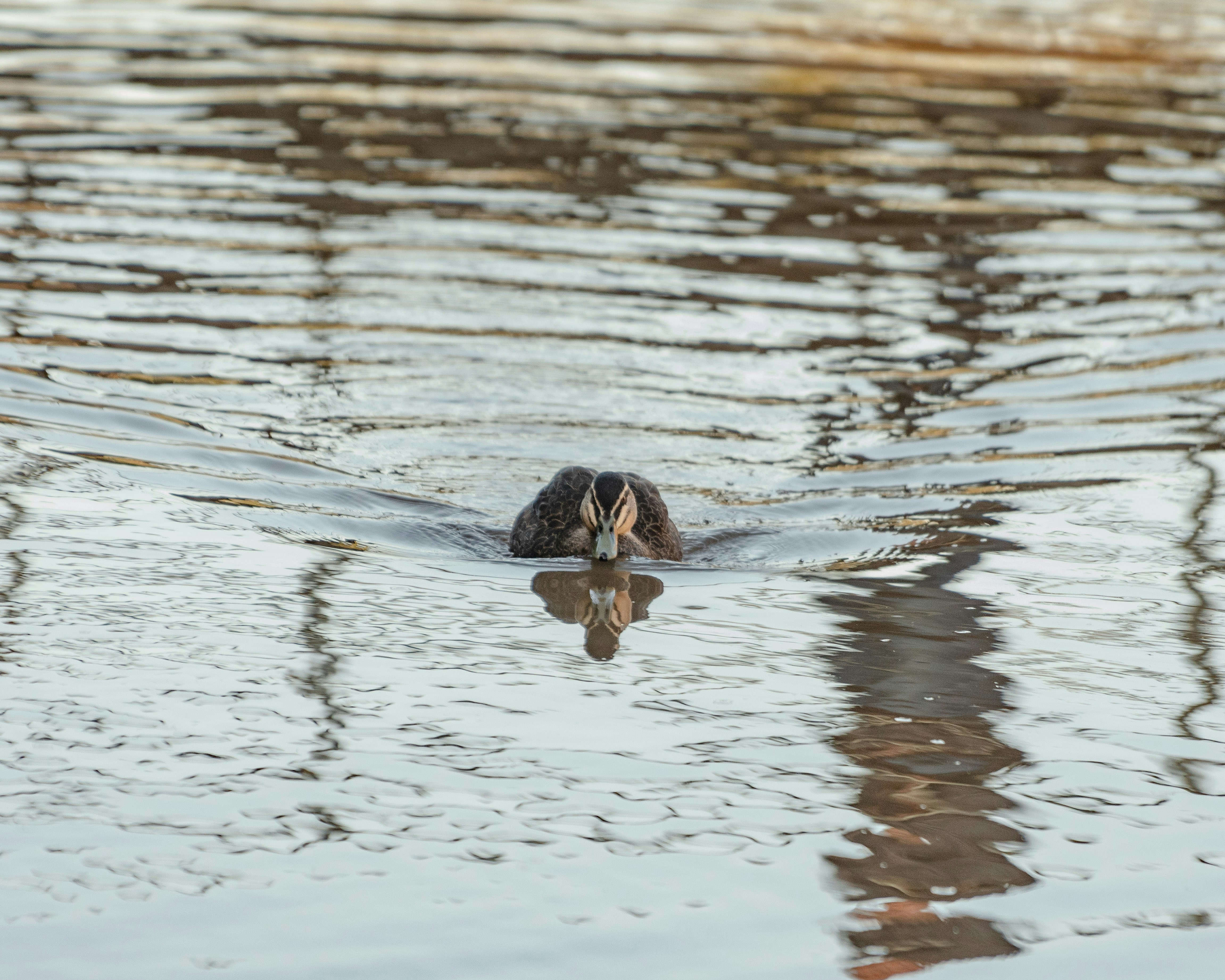 Photo by tanmayagrawal7