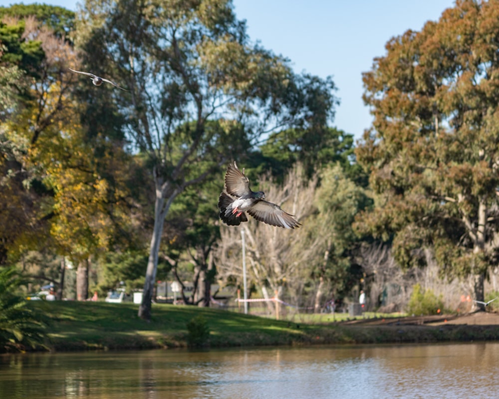 brown and white bird flying over green trees during daytime