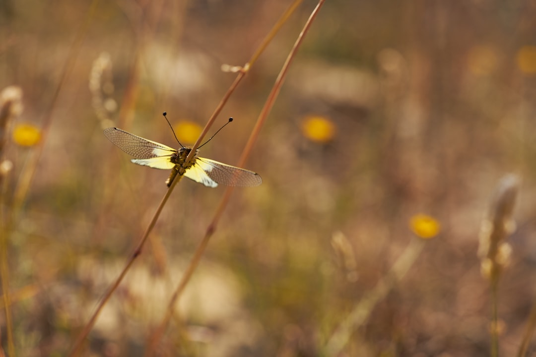 brown and white dragonfly perched on brown plant stem in tilt shift lens