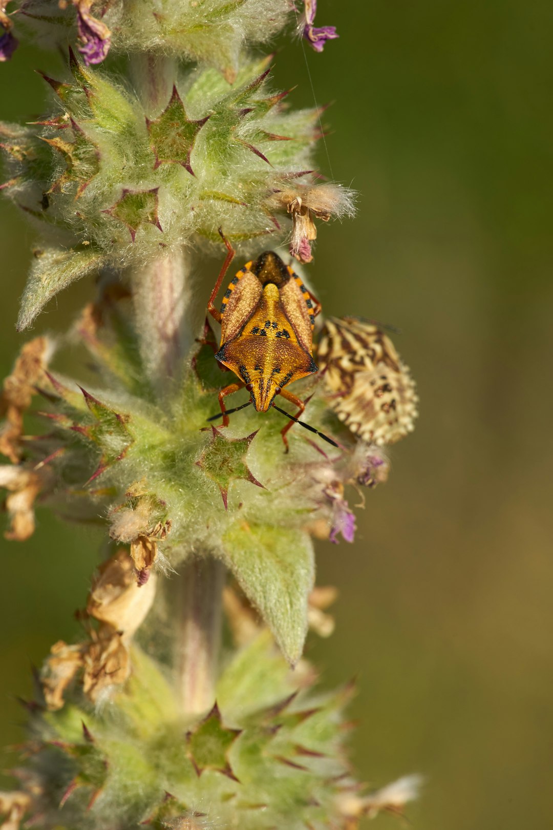 brown and black butterfly on green plant