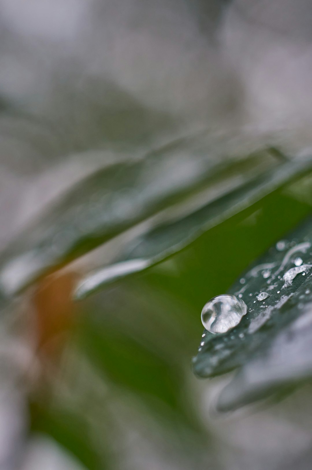 water droplets on green leaf