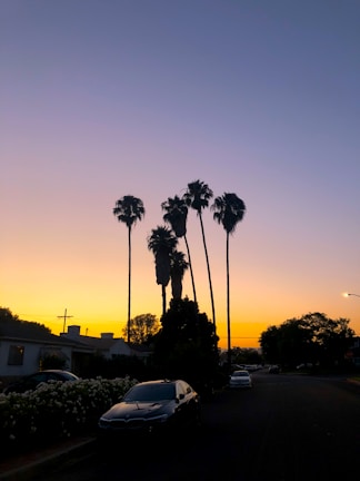 Sunset view over a peaceful Central Florida suburban street lined with palm trees.