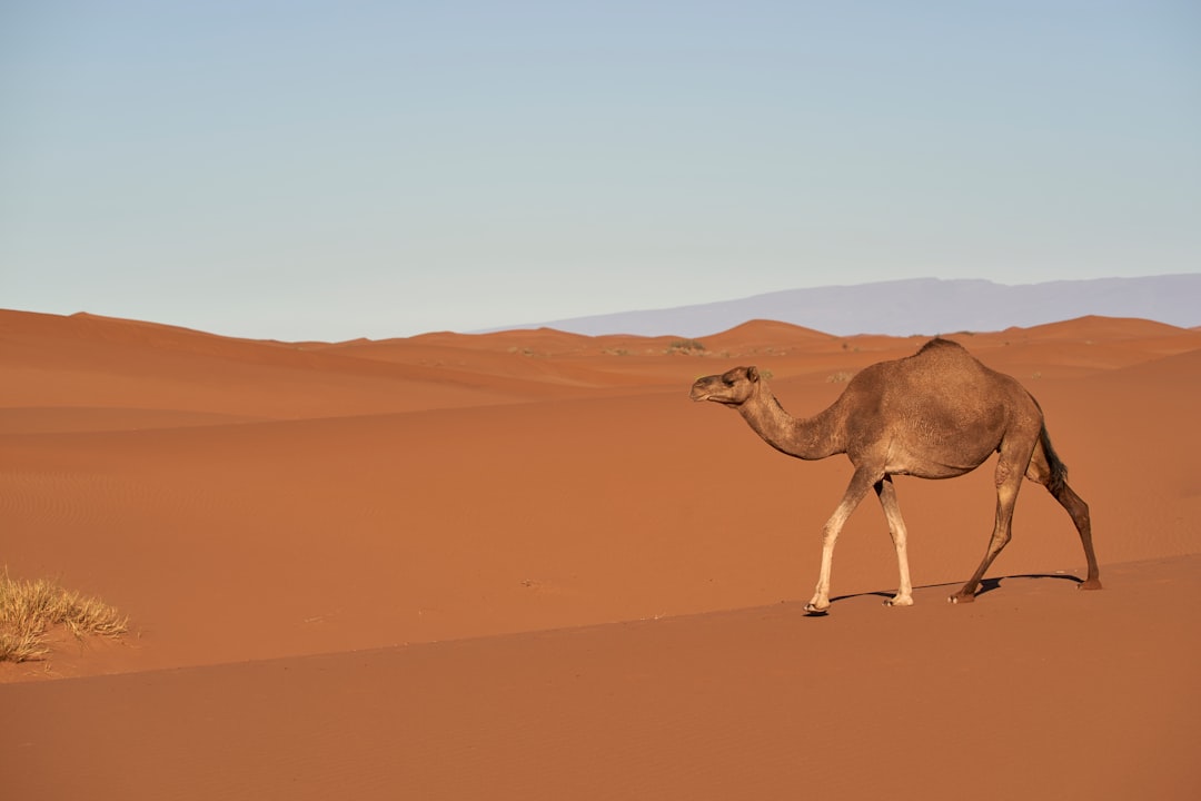 brown camel walking on brown sand during daytime