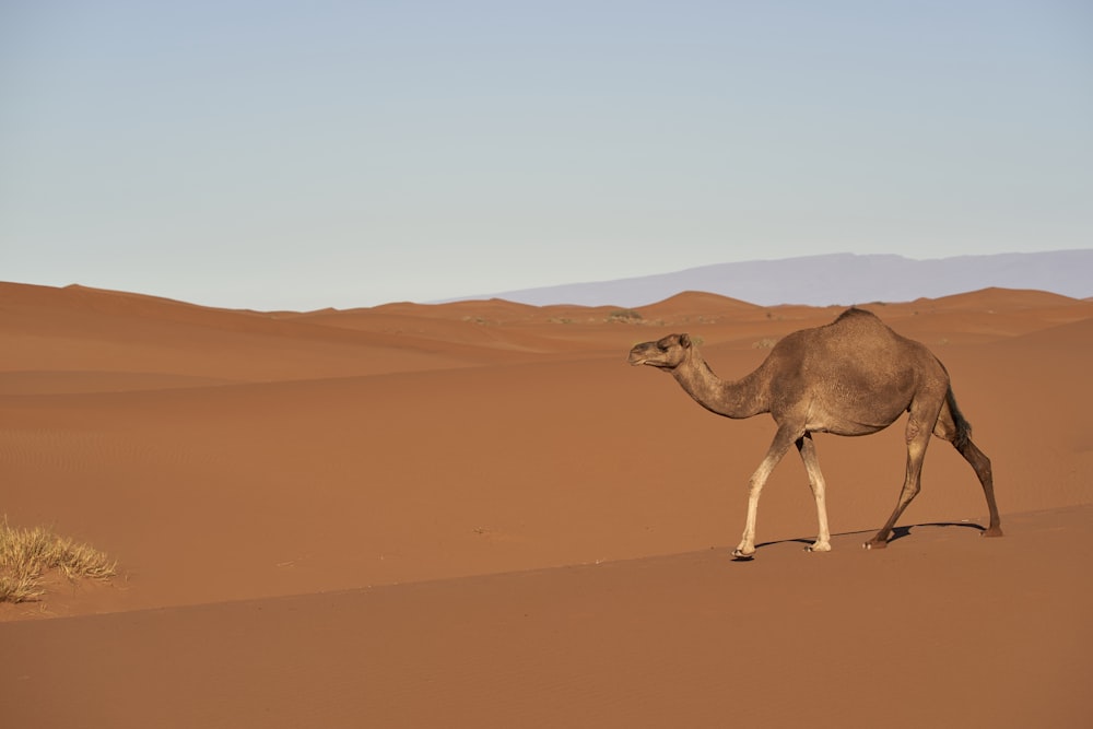 brown camel walking on brown sand during daytime