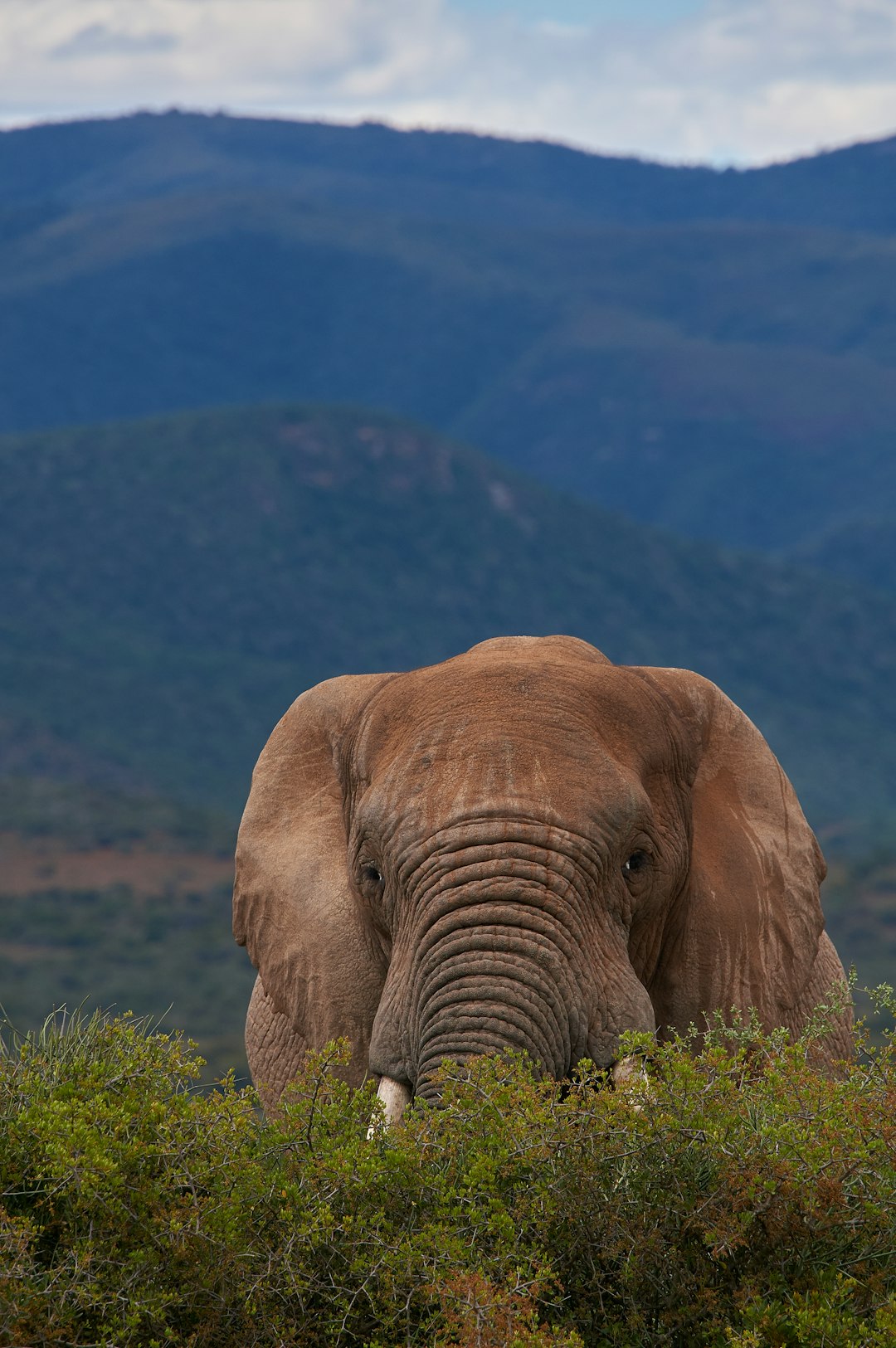 brown elephant on green grass field during daytime