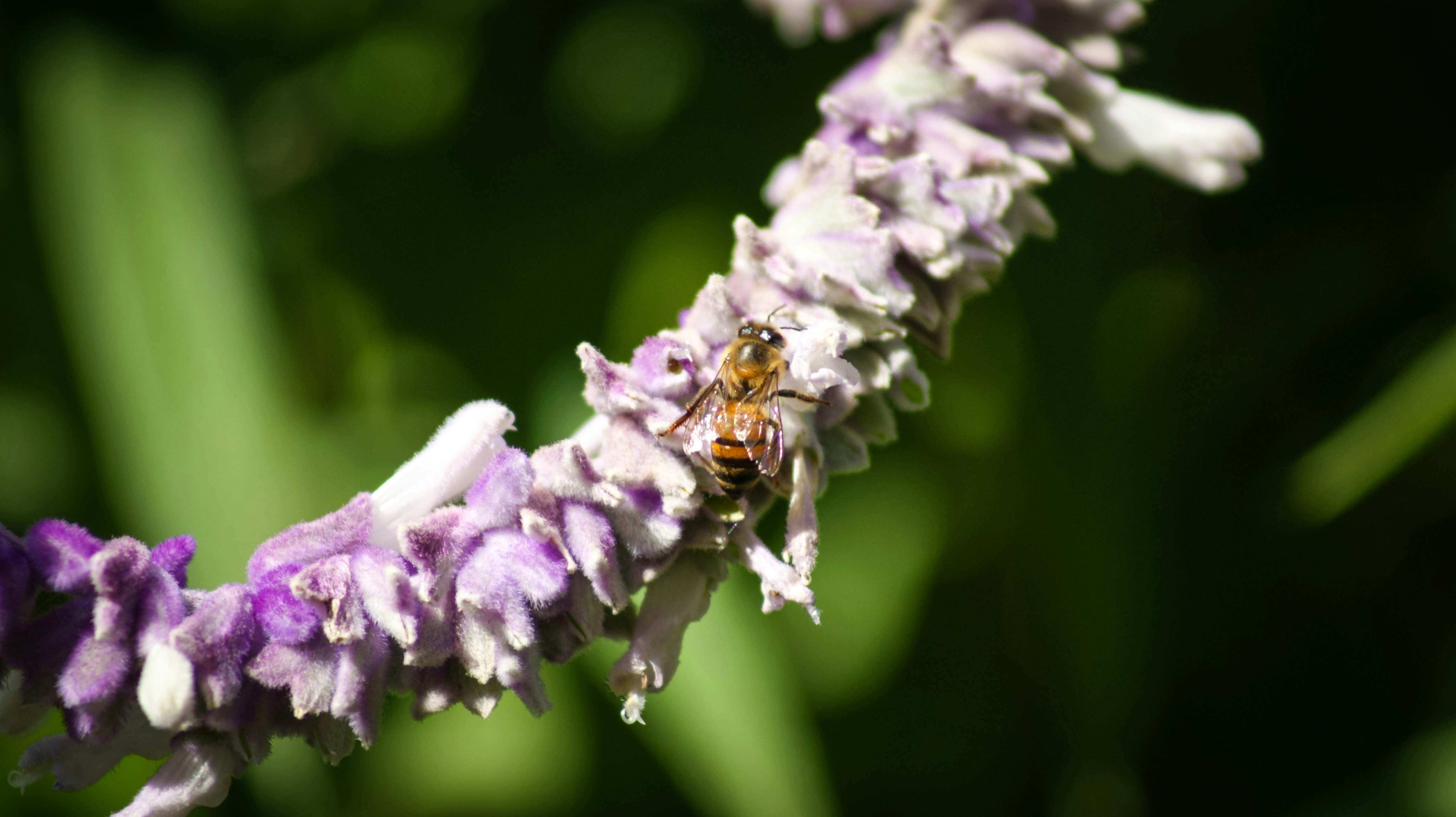 honeybee perched on purple flower in close up photography during daytime