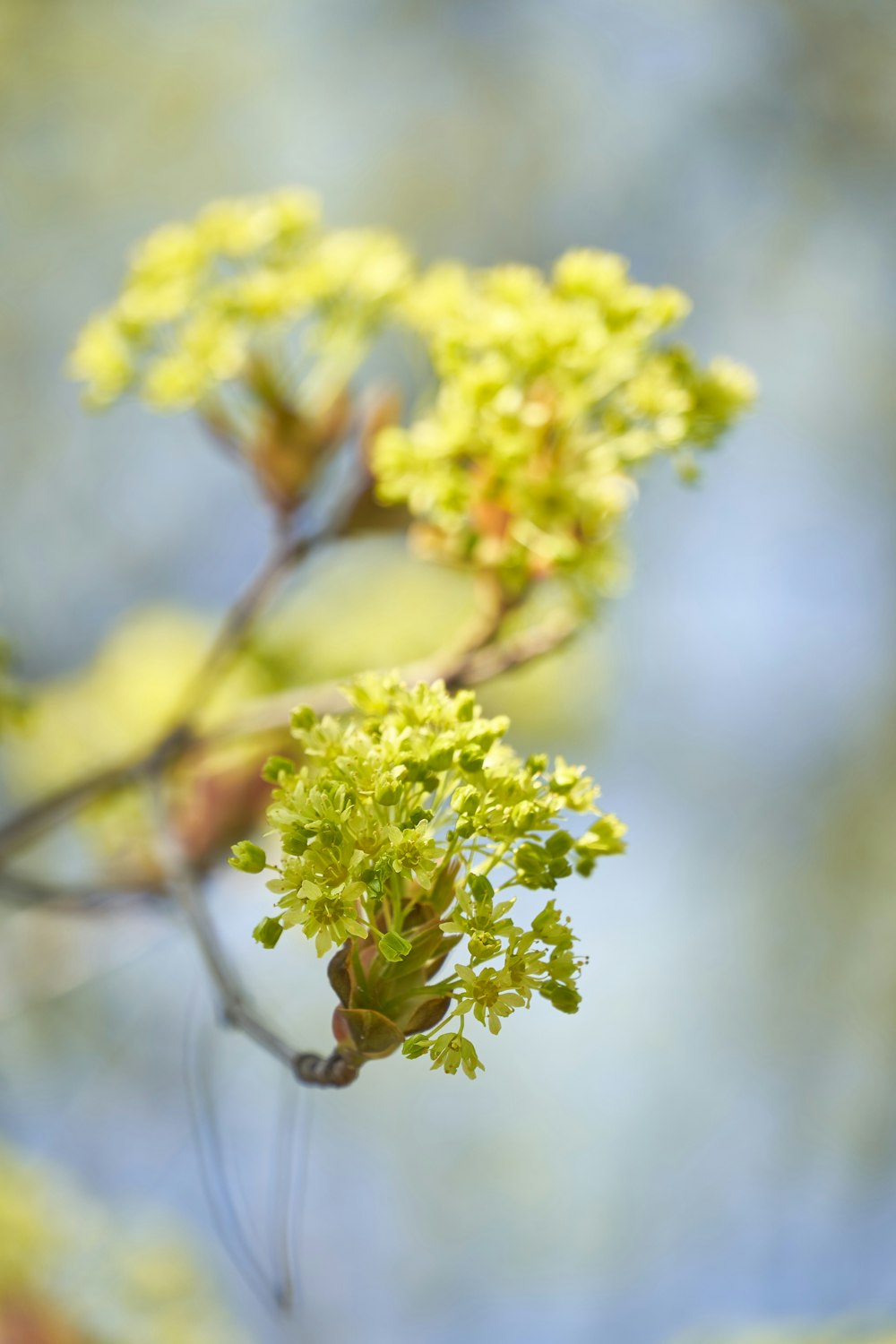 yellow flowers on brown tree branch