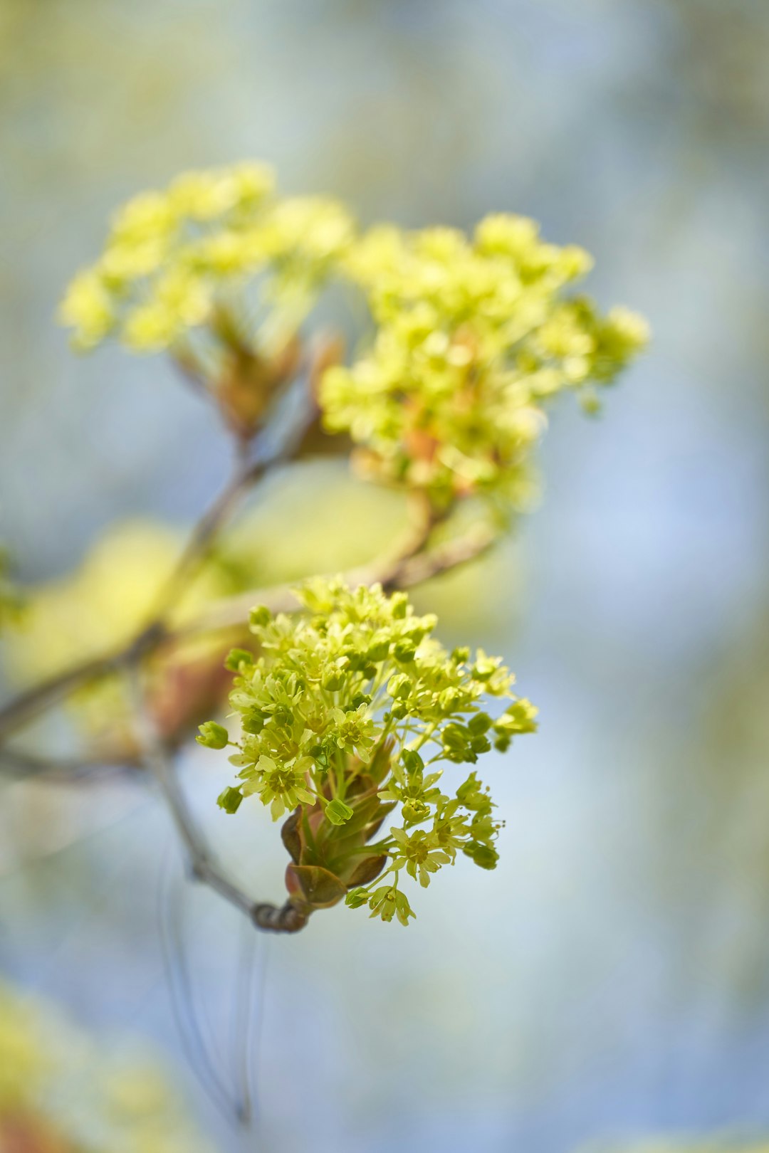 yellow flowers on brown tree branch