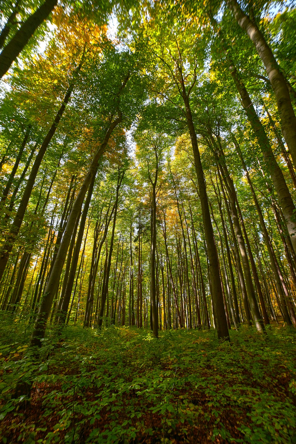 green and brown trees during daytime