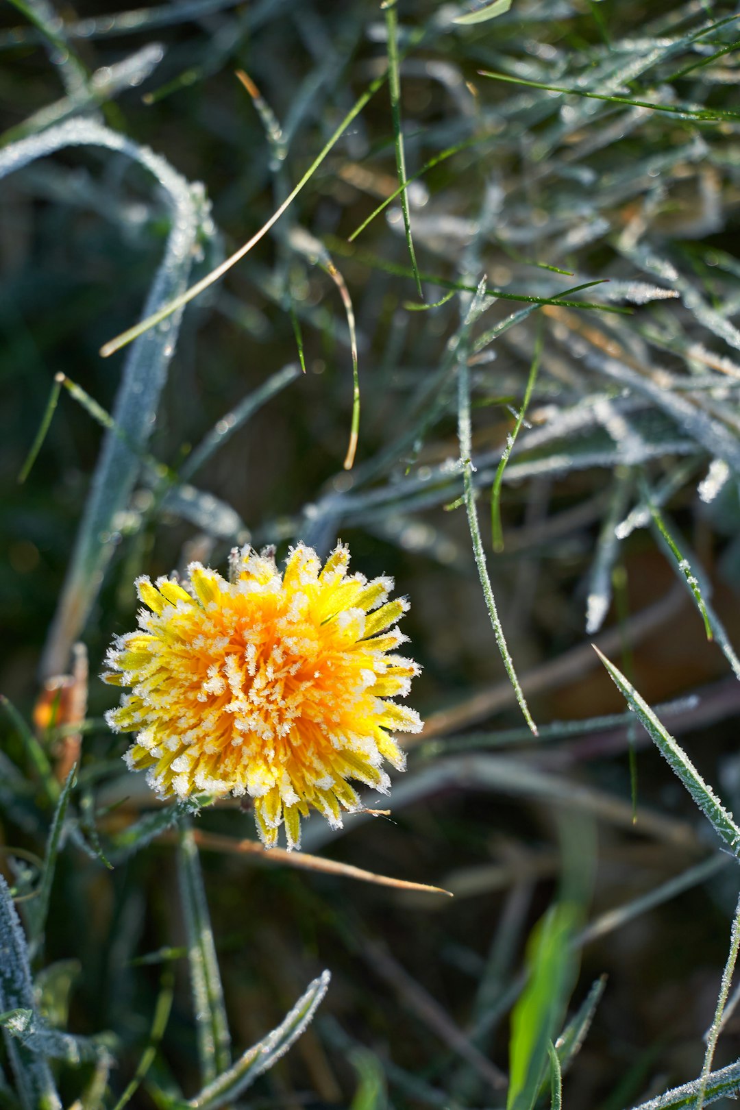 yellow flower in tilt shift lens