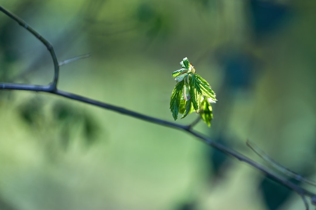 green leaf on black wire