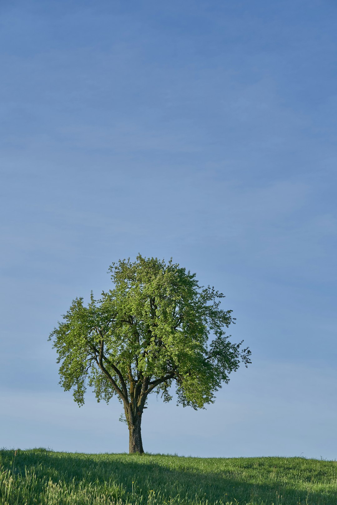 green tree under blue sky during daytime