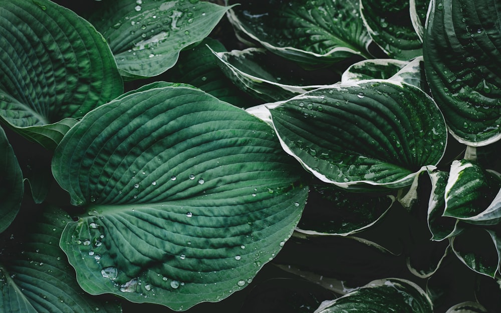 water droplets on green leaves