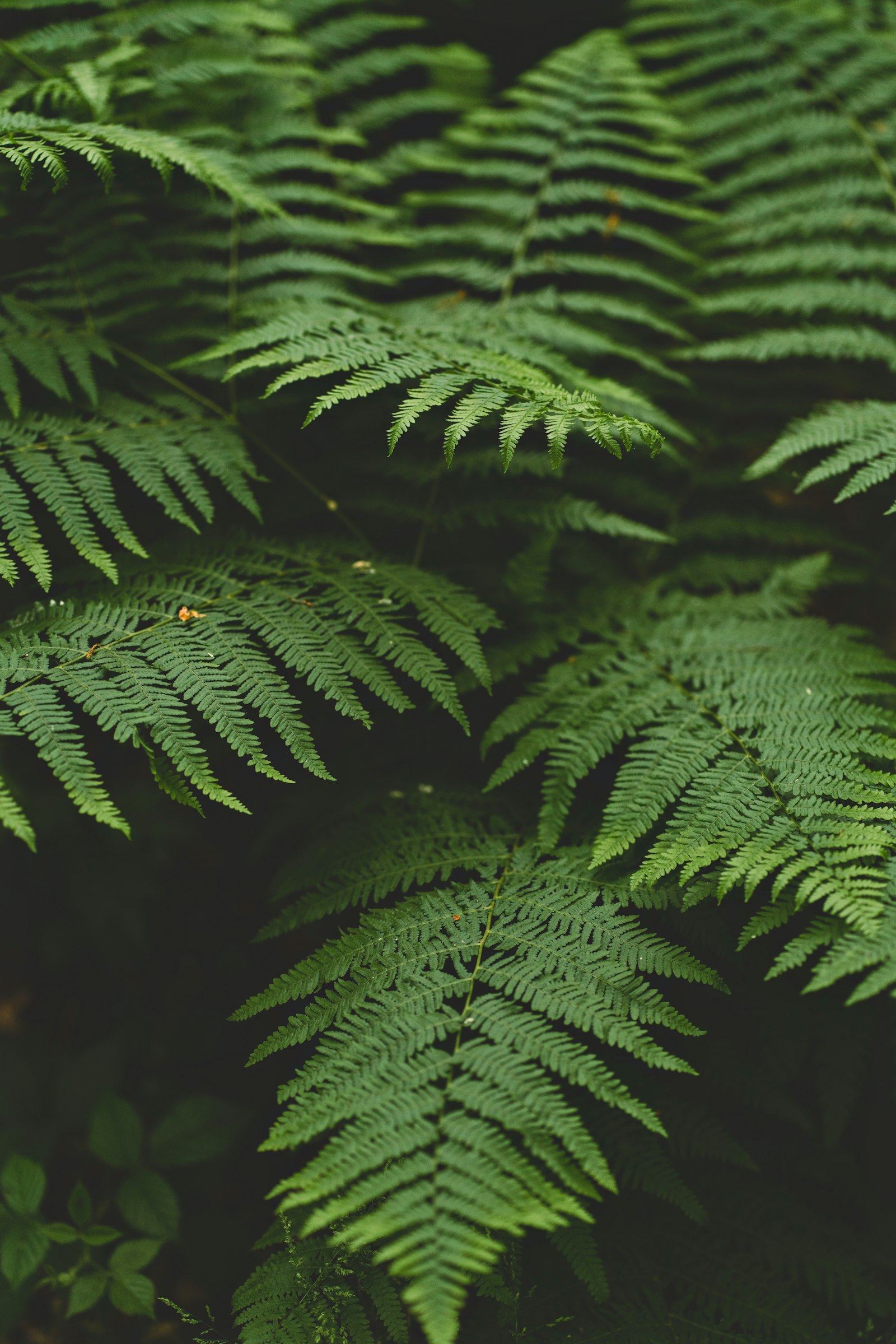 Sony a7R II sample photo. Green fern plant in photography