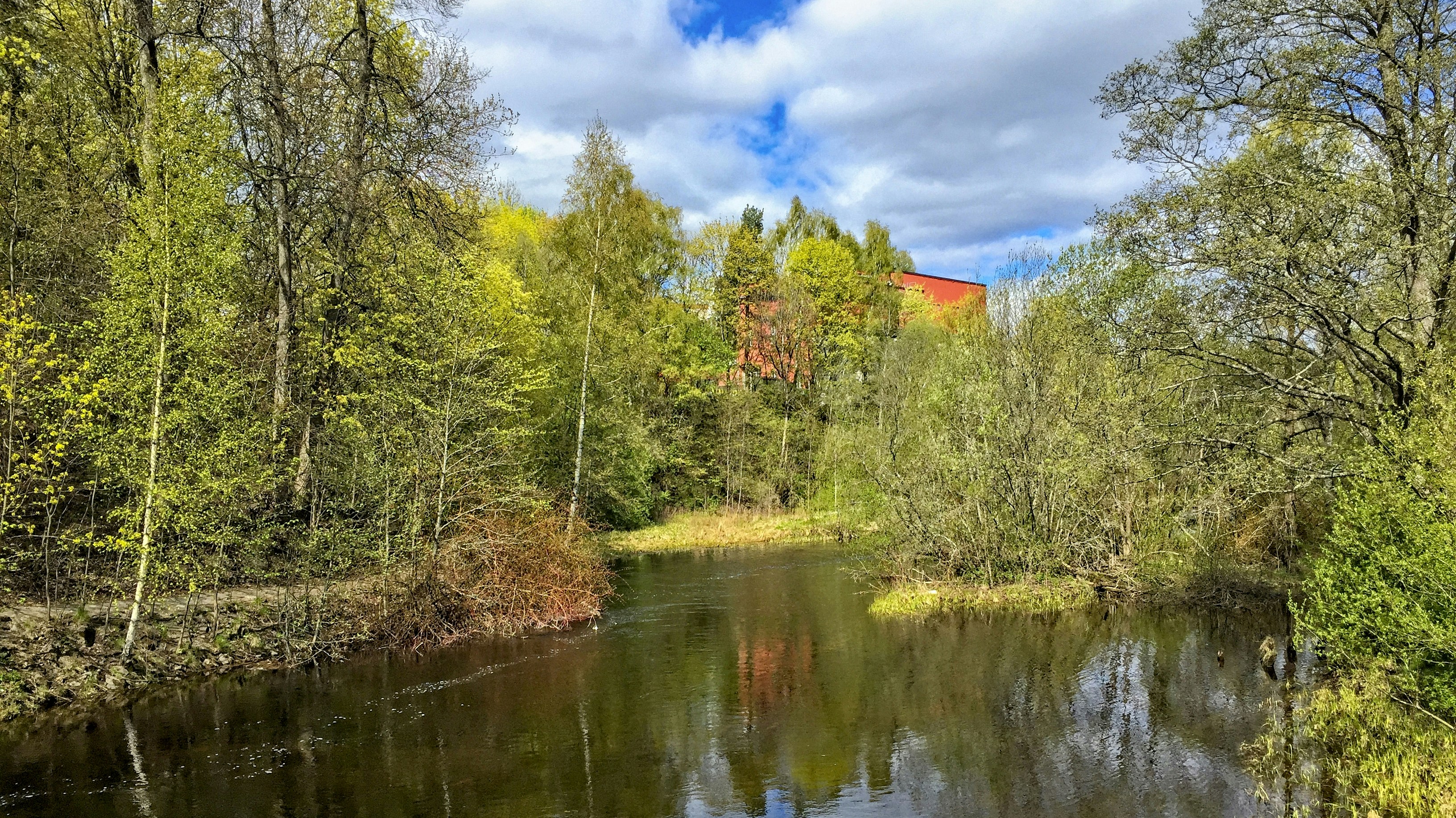 green trees beside river under blue sky during daytime