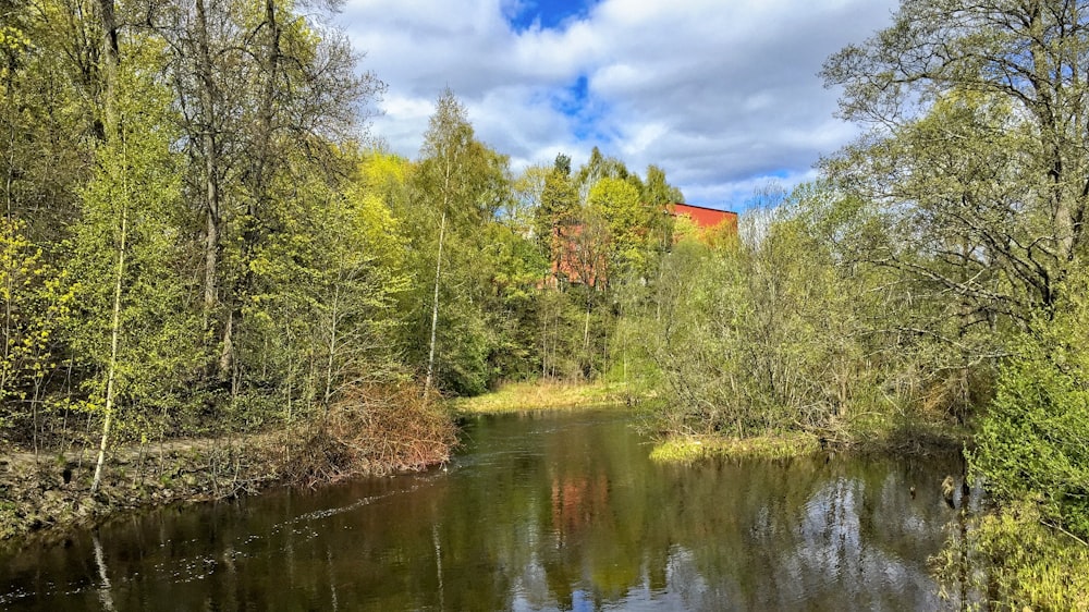 green trees beside river under blue sky during daytime