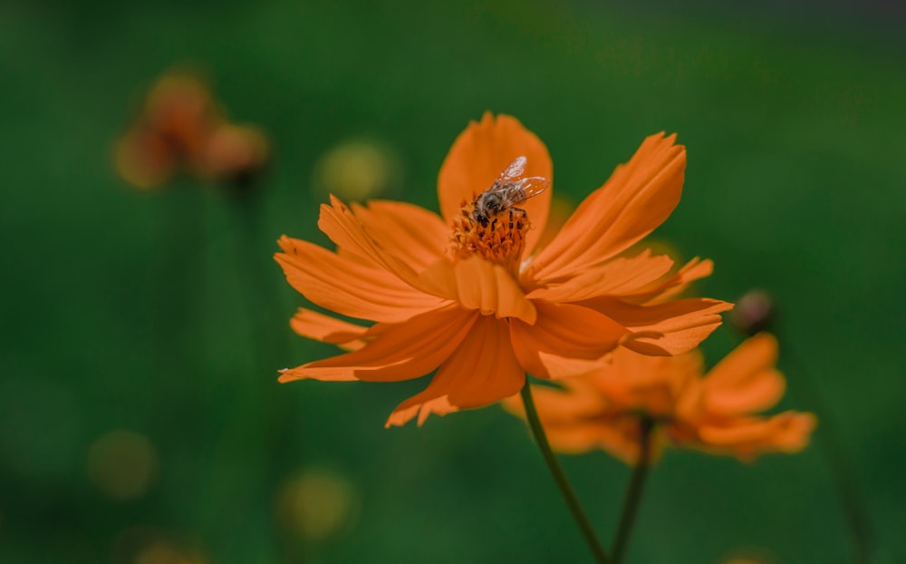 orange flower in tilt shift lens