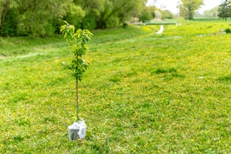 green plant on white plastic bag