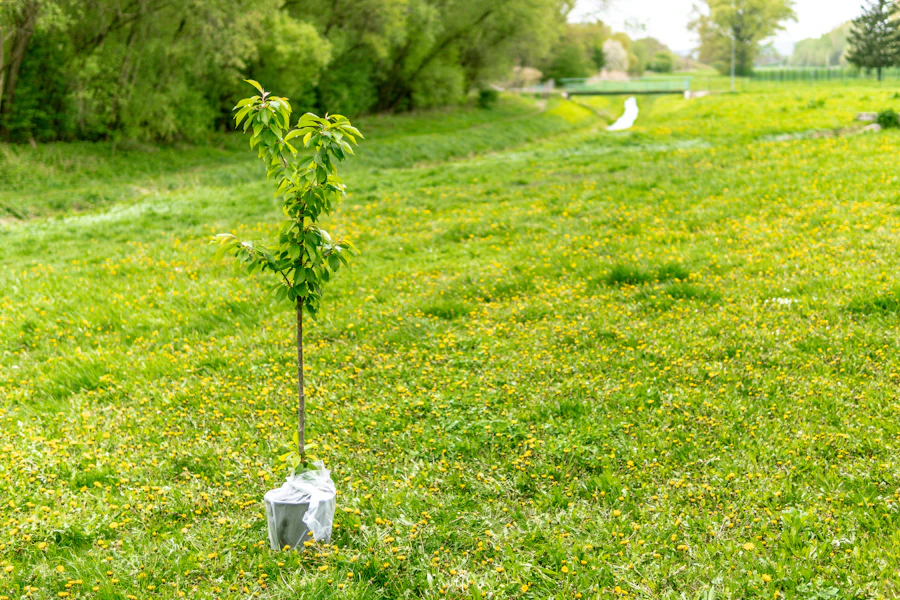 Newly planted young tree with a trunk guard in an open lawn