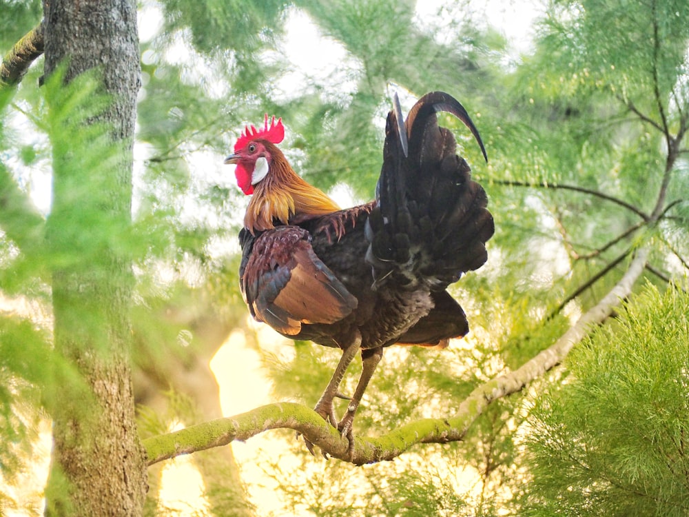 brown rooster on brown tree branch during daytime