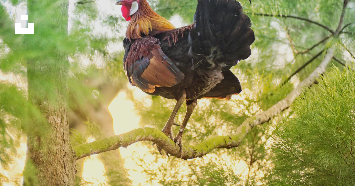 Rooster Tree Brown rooster on brown tree branch during daytime photo – Free Animal ...