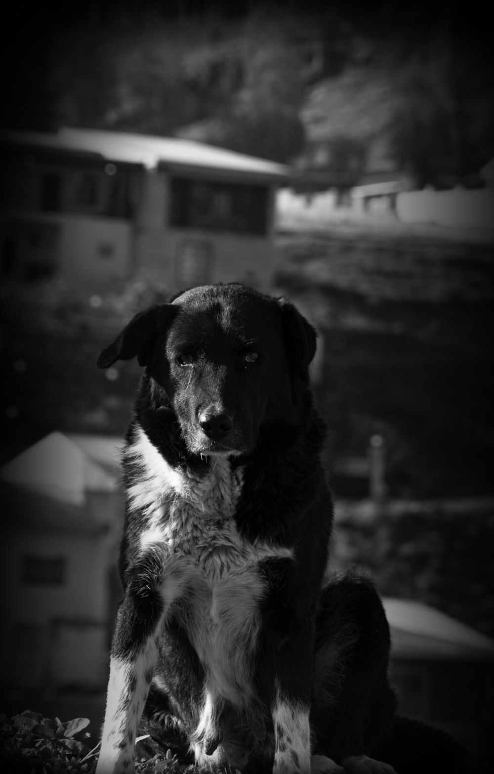 black and white short coated dog