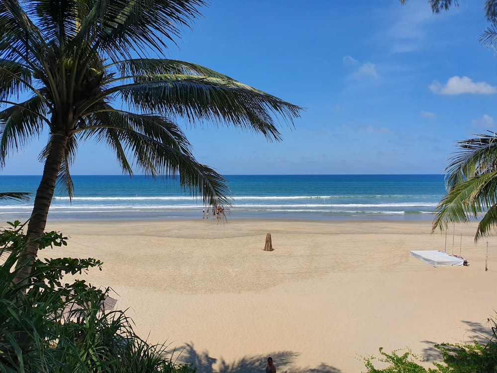 palm tree on beach during daytime