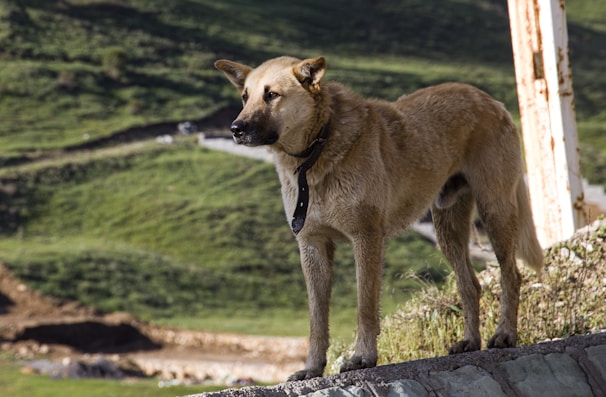 A large, tan dog with a thick coat stands on a rocky surface, overlooking a verdant landscape. The dog is wearing a black collar and appears alert, gazing into the distance. The background features rolling hills covered with lush green grass.
