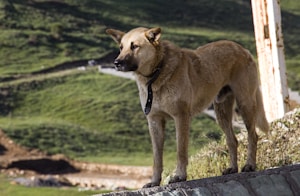 A large, tan dog with a thick coat stands on a rocky surface, overlooking a verdant landscape. The dog is wearing a black collar and appears alert, gazing into the distance. The background features rolling hills covered with lush green grass.
