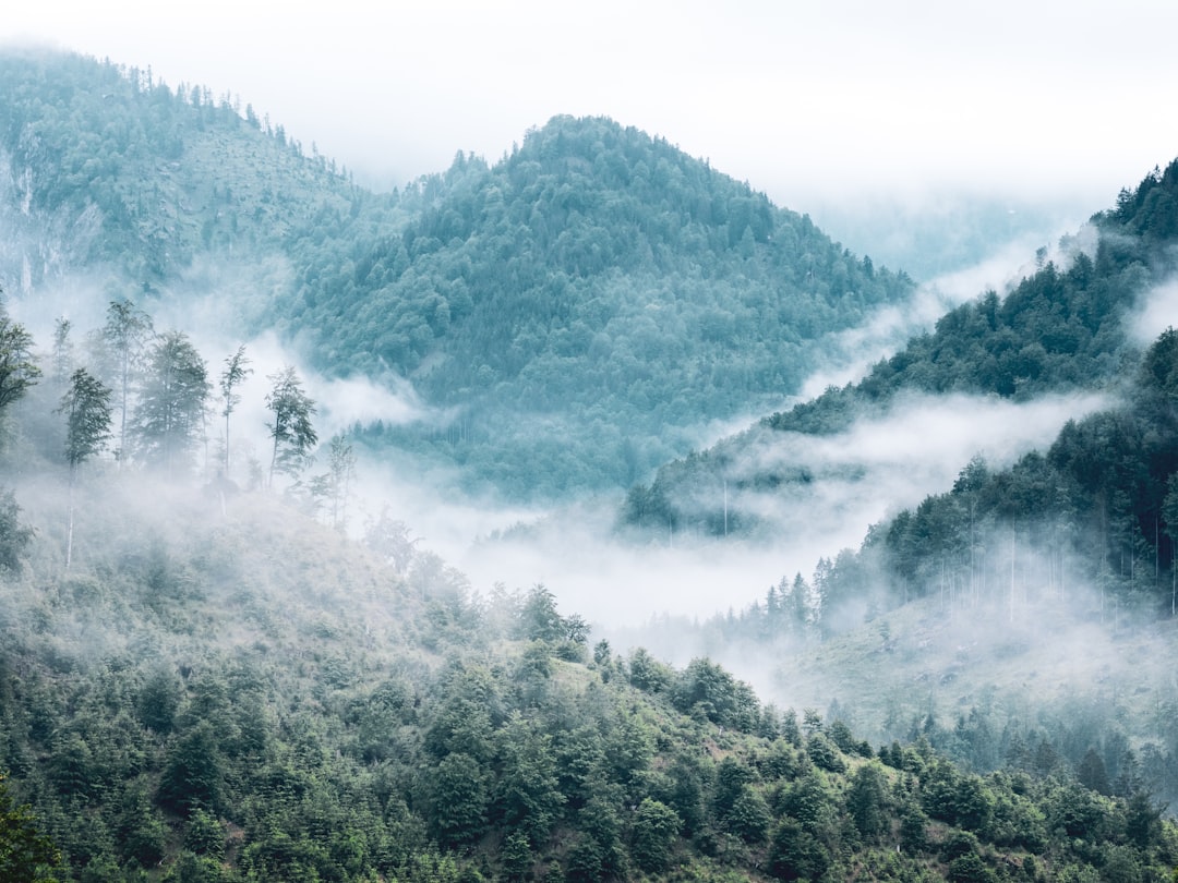 green trees on mountain covered with fog