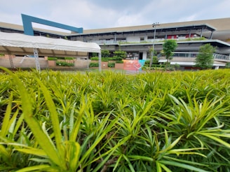 A landscaped area with lush green plants in the foreground, leading up to a modern building with multiple stories. The structure has a contemporary design with an open-air ambiance. A canopy covers a section near the plants, and several banners are displayed on the building.
