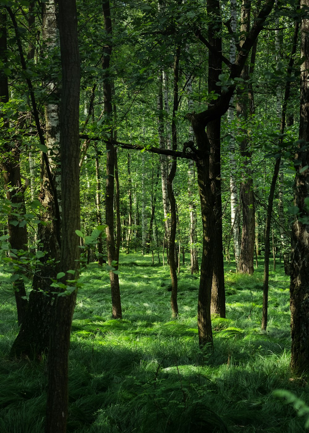 green grass and trees during daytime