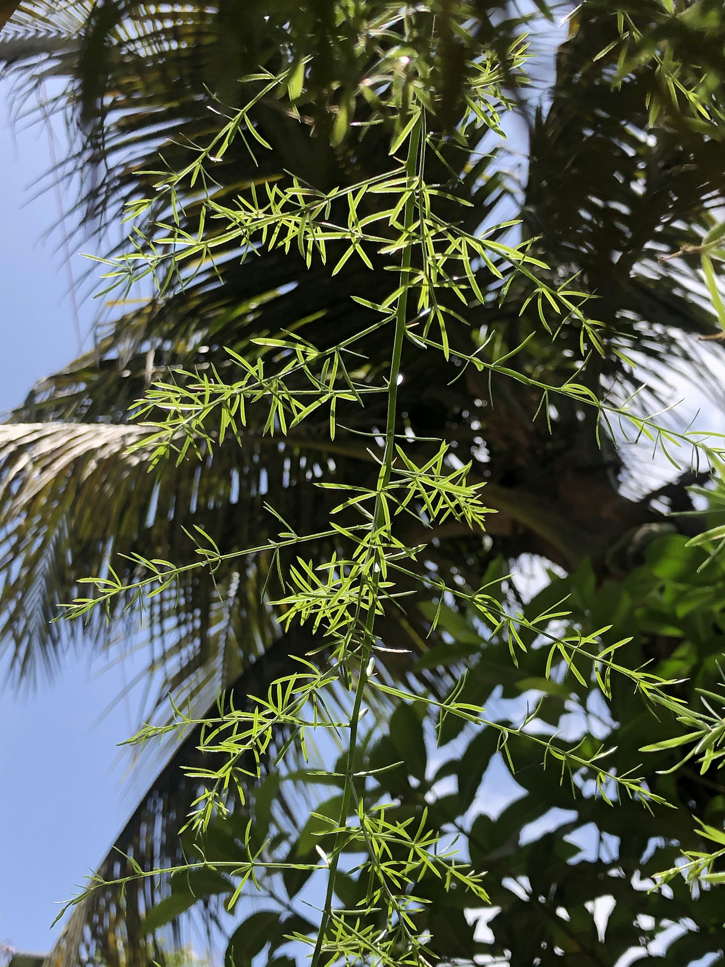 green palm tree under blue sky during daytime