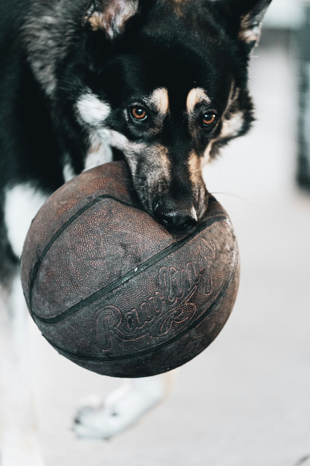 black and tan german shepherd puppy