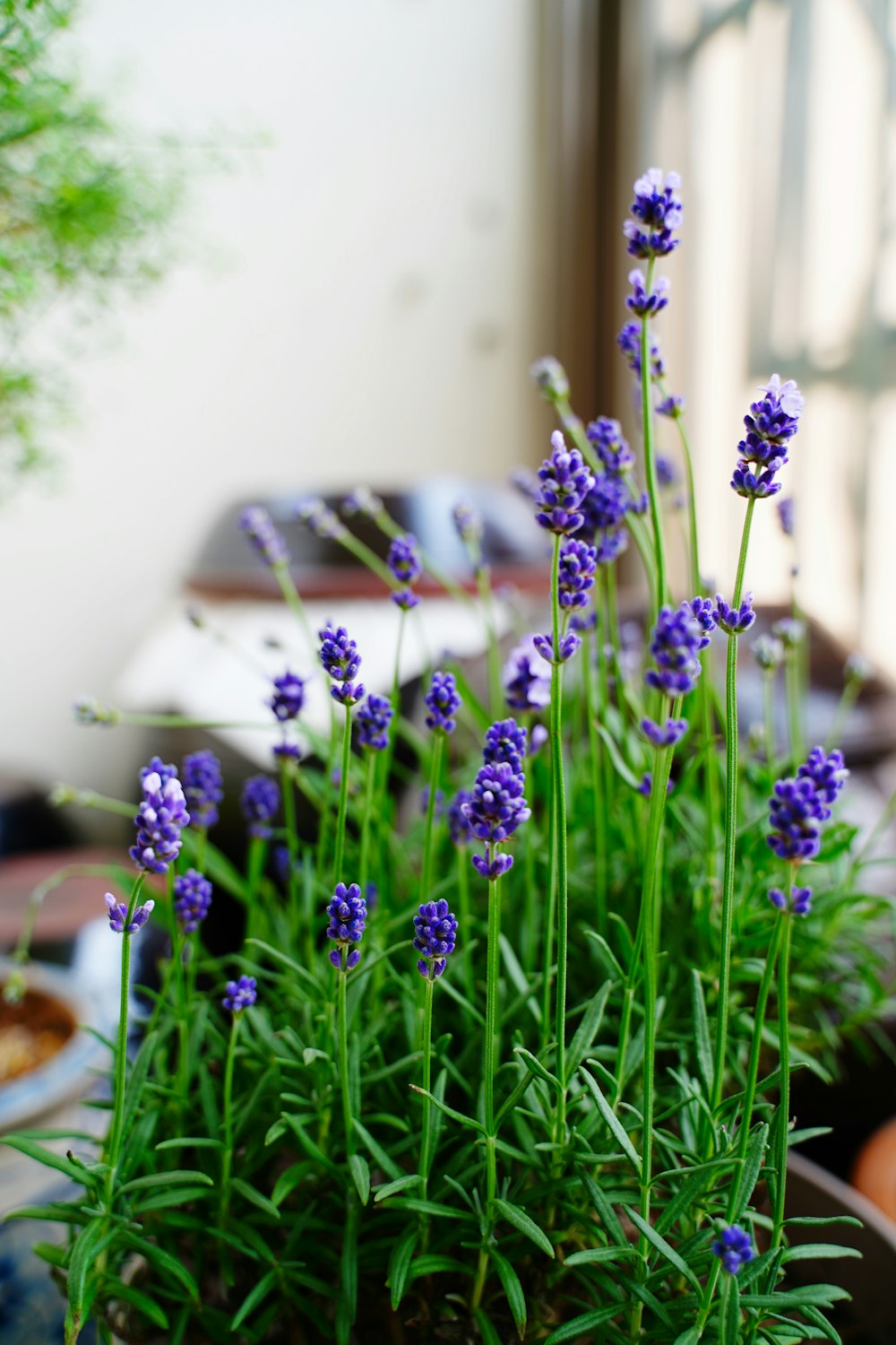 purple flowers on brown clay pot