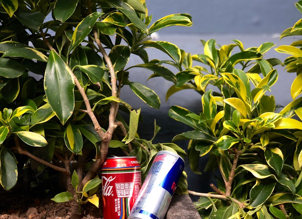 red and blue can beside green plant