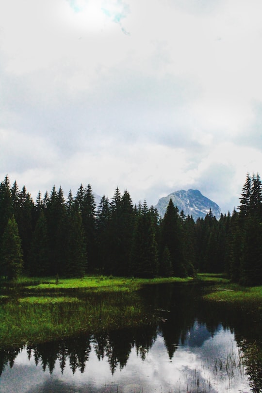 green pine trees near lake under cloudy sky during daytime in Durmitor National Park Montenegro