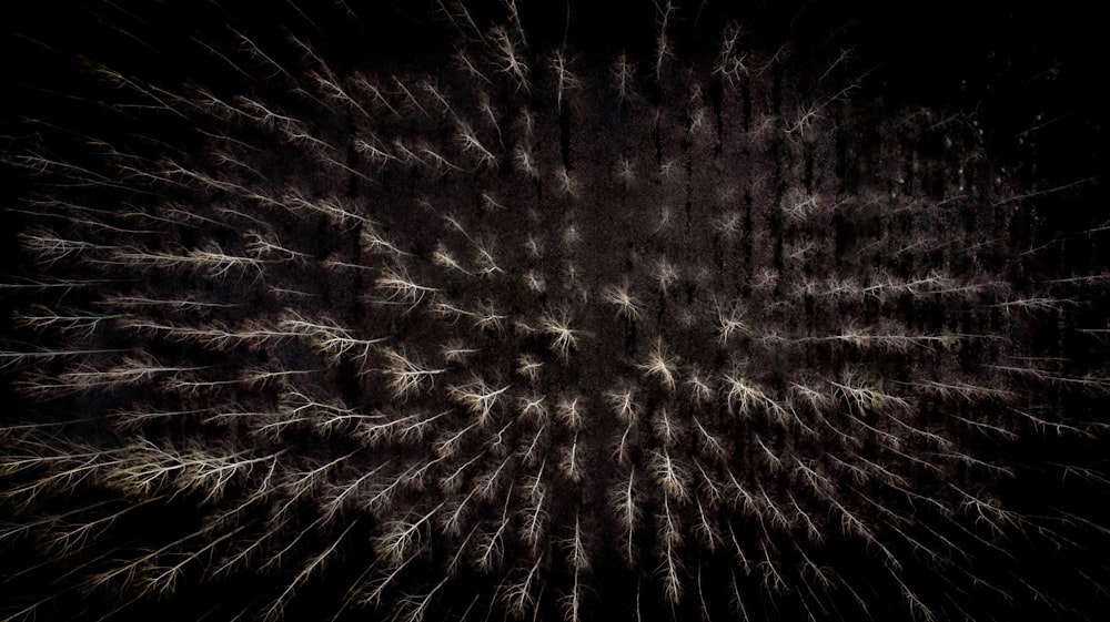 brown and white fireworks during nighttime