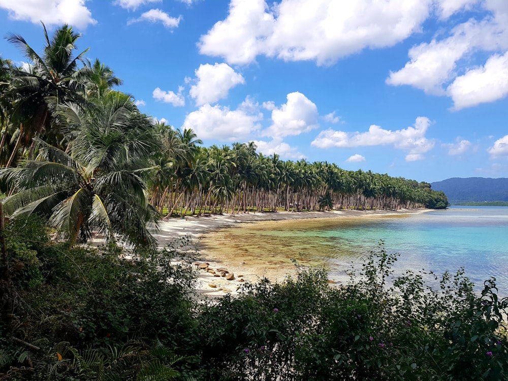 green palm trees near body of water during daytime