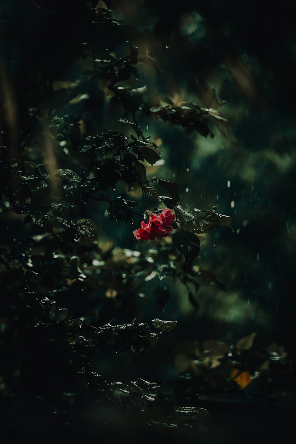 red flower in tilt shift lens