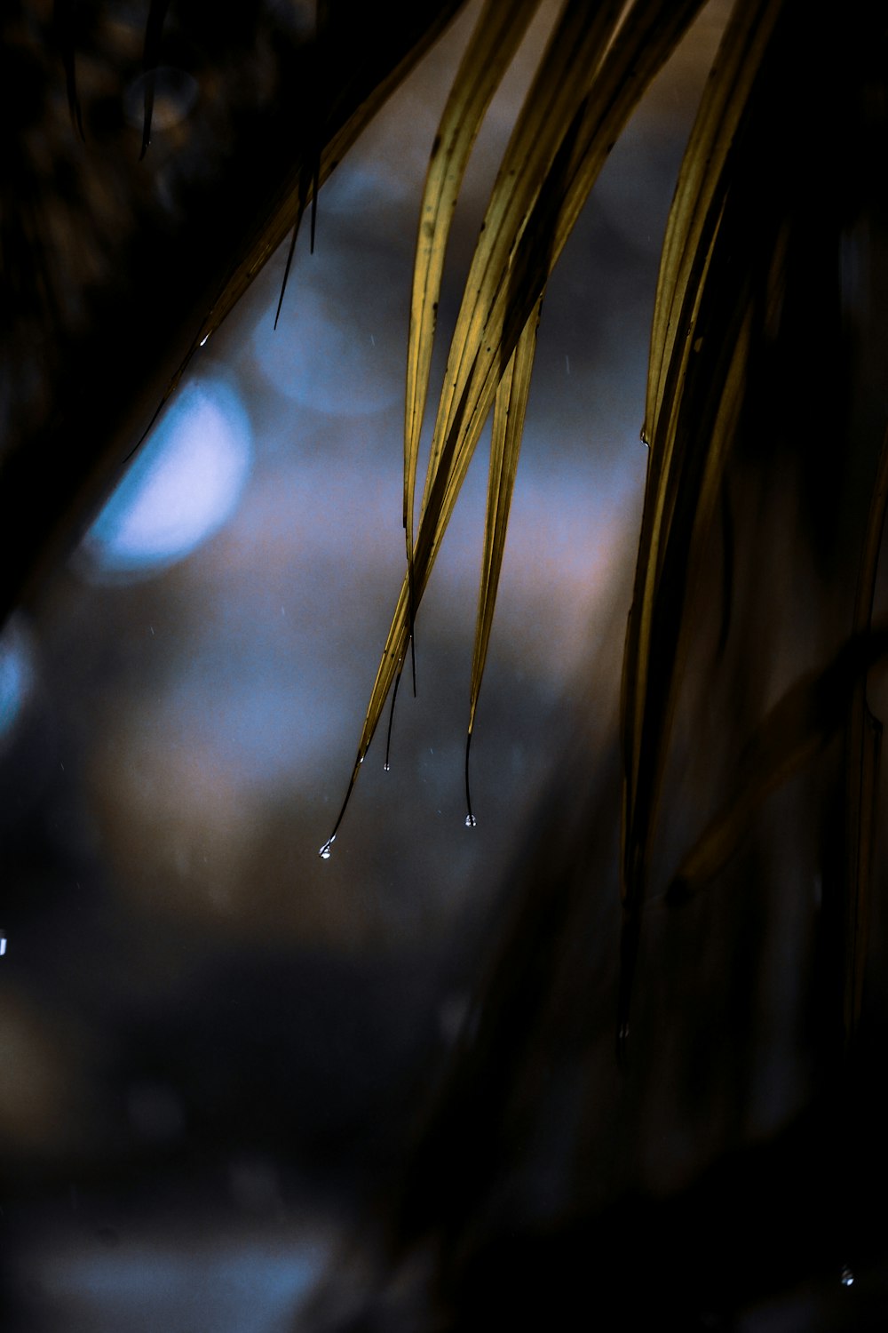 green plant in close up photography