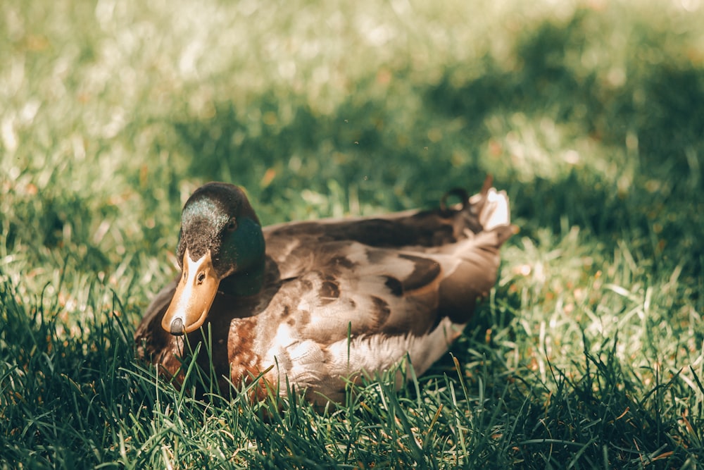 canard brun sur l’herbe verte pendant la journée